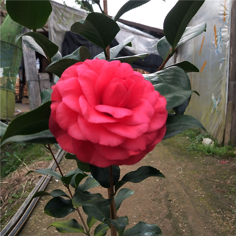 荷尔茶花盆栽开花大红大花型四季盆栽花卉阳台客厅庭院鲜花带花苞