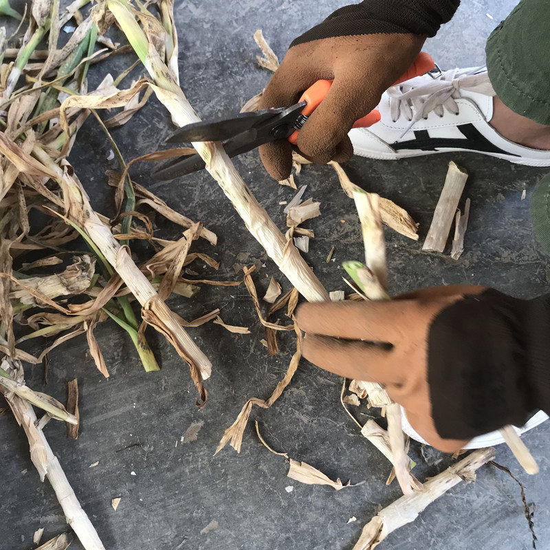 农家自种大蒜杆子大蒜秧不带大蒜叶纯大蒜杆 大蒜茎杆梗子1斤包邮