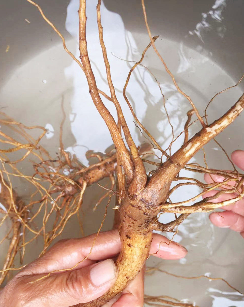 农家棉花根棉花原根过冬棉花的根头可切段中药材棉花根1斤包邮