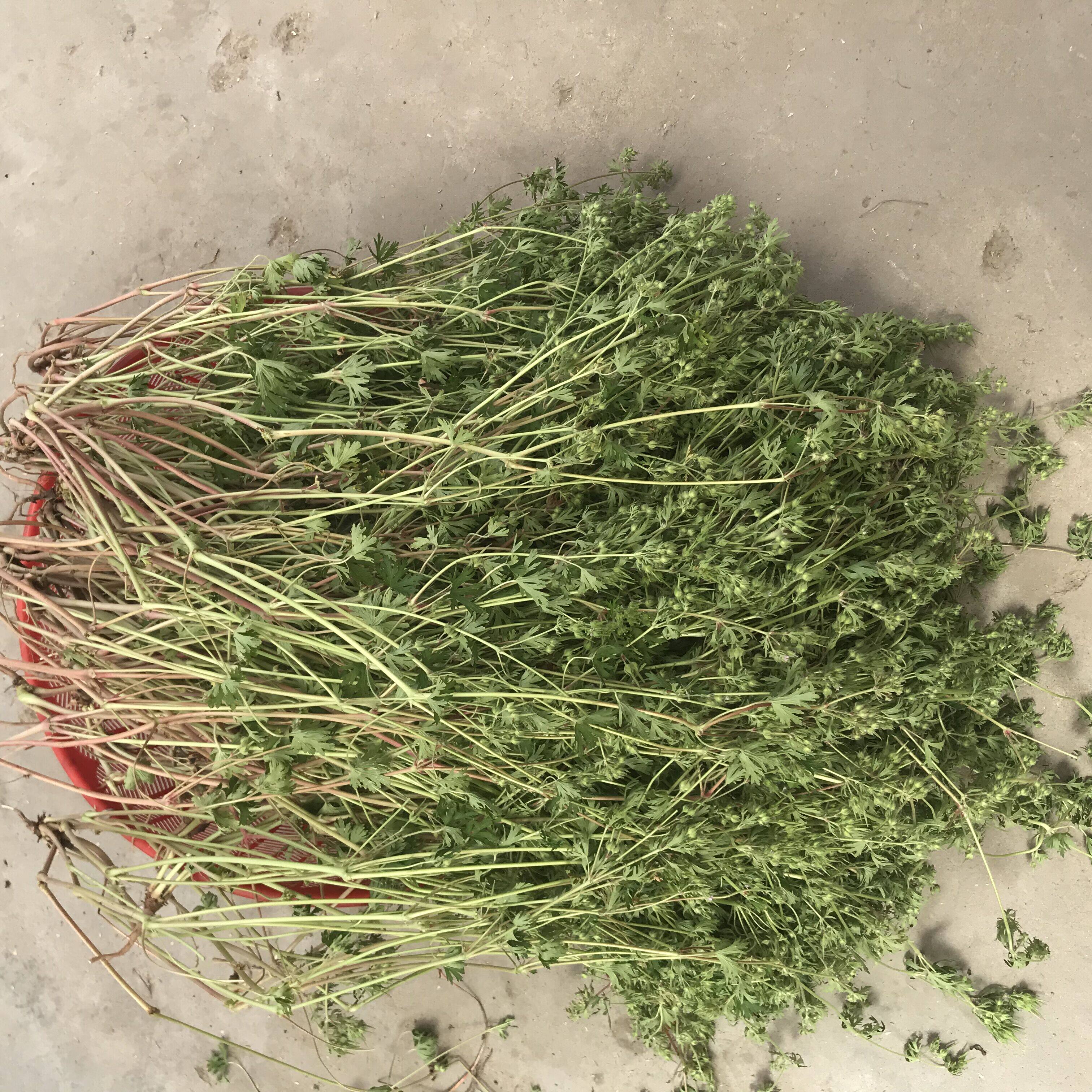 野生野老鹳草干整株带根籽叶老鹳嘴老贯筋干净其他药食同源食品