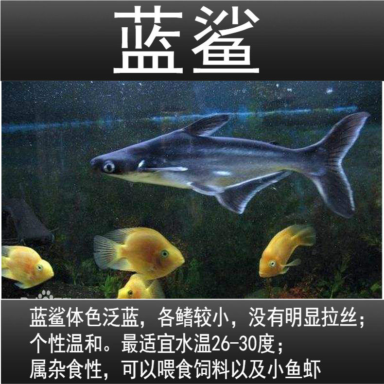 淡水淡水鲨鲨鱼成吉思汗小蓝鲨白化大白鲨虎鲨凶猛猛鱼鱼