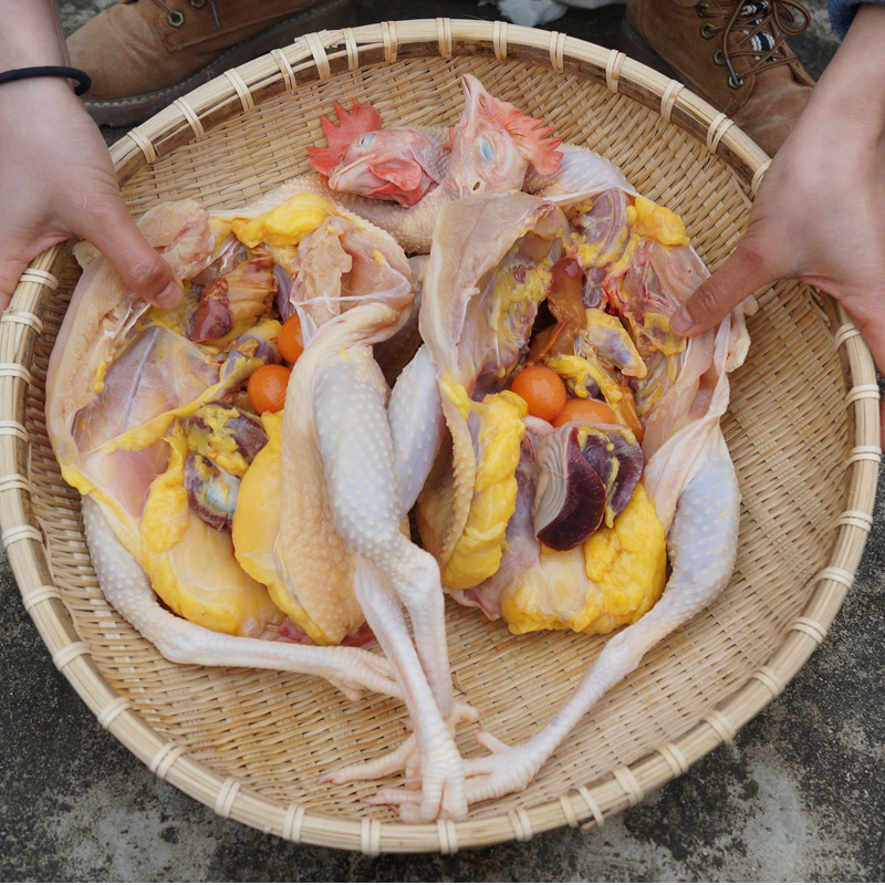 初土记老母鸡土鸡散养皖南三黄鸡走地鸡鸡肉新鲜2只装礼盒顺丰