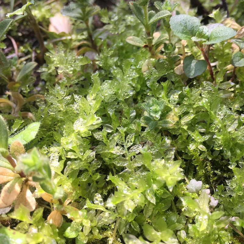 苔藓微景观野生尖叶匍灯藓吸水石雨林缸水陆缸造景提灯藓匐灯藓_双氙