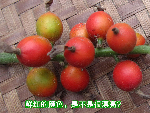 福建泰宁野生砂仁去壳砂仁米可打250克68元包邮砂仁