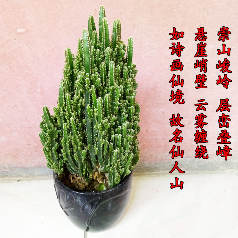 桌面万重山盆景老桩仙人山盆栽仙人柱五指山防辐射吸甲醛多肉植物