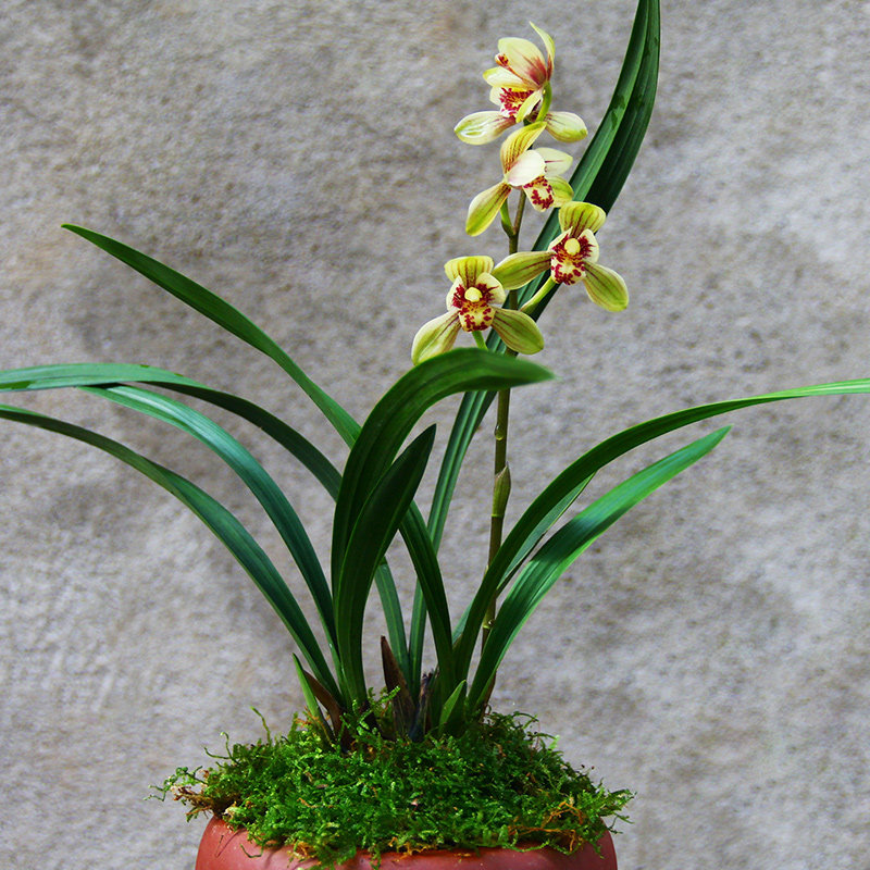 名贵兰花苗君荷矮种老种建兰室内盆栽花卉绿植花卉