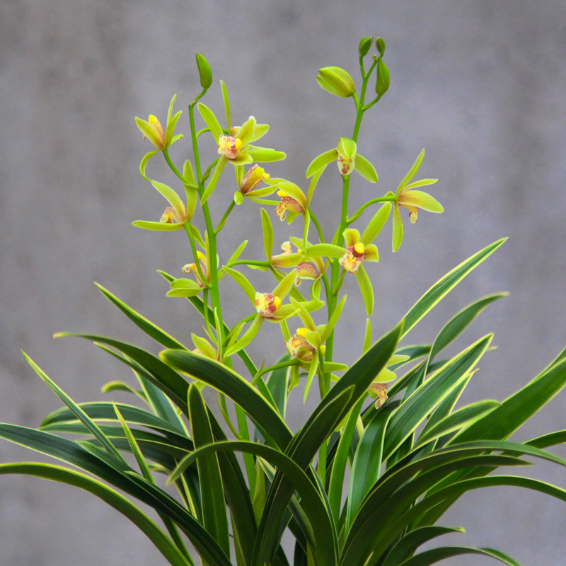 兰花金边四季绿植好养浓香植物室内盆栽矮种时令草本花卉