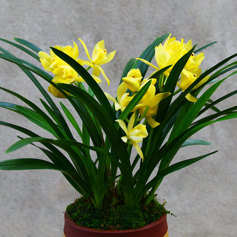 兰花花苗金太子矮种建兰浓香室内盆栽四季花卉时令草本花卉