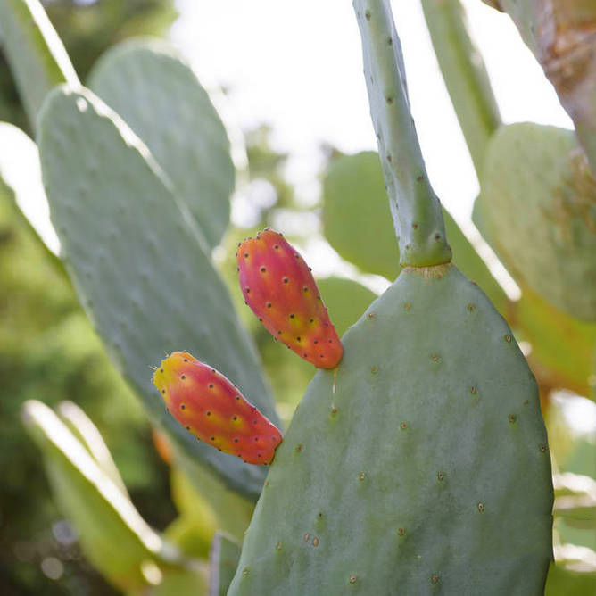 仙人掌米邦塔新鲜可食用美容大型多肉绿植组合盆栽多肉植物