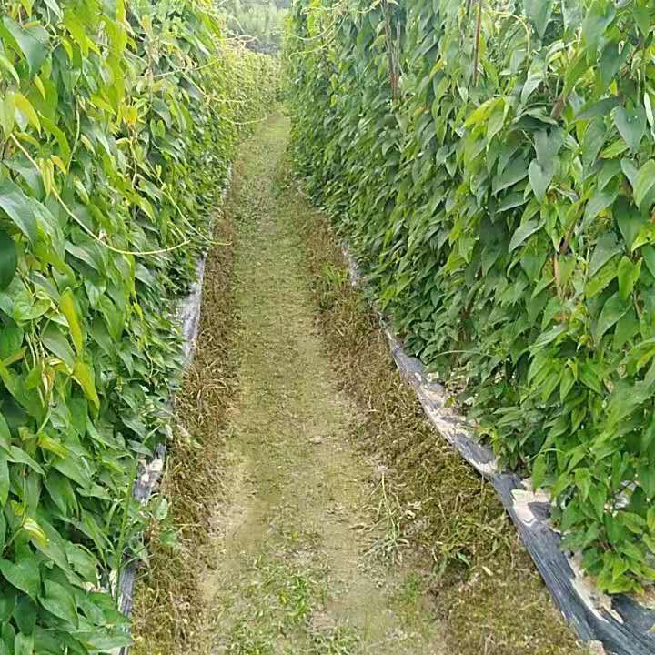 5斤装江西农家种植现挖新鲜脚板薯紫山药紫薯毛薯大薯种子