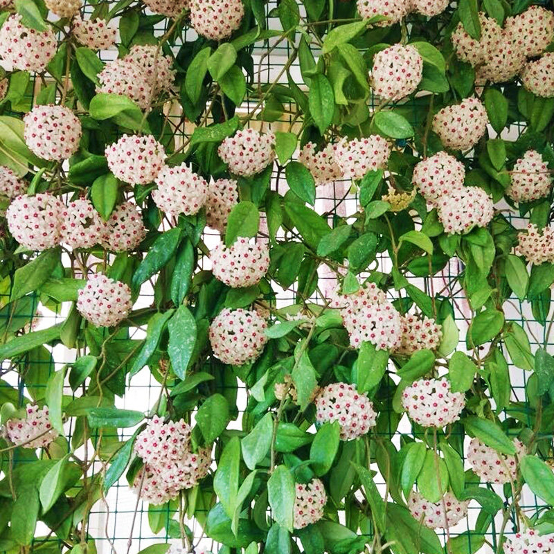 球兰花苗室内爬藤吊兰盆栽花卉绿叶花卉