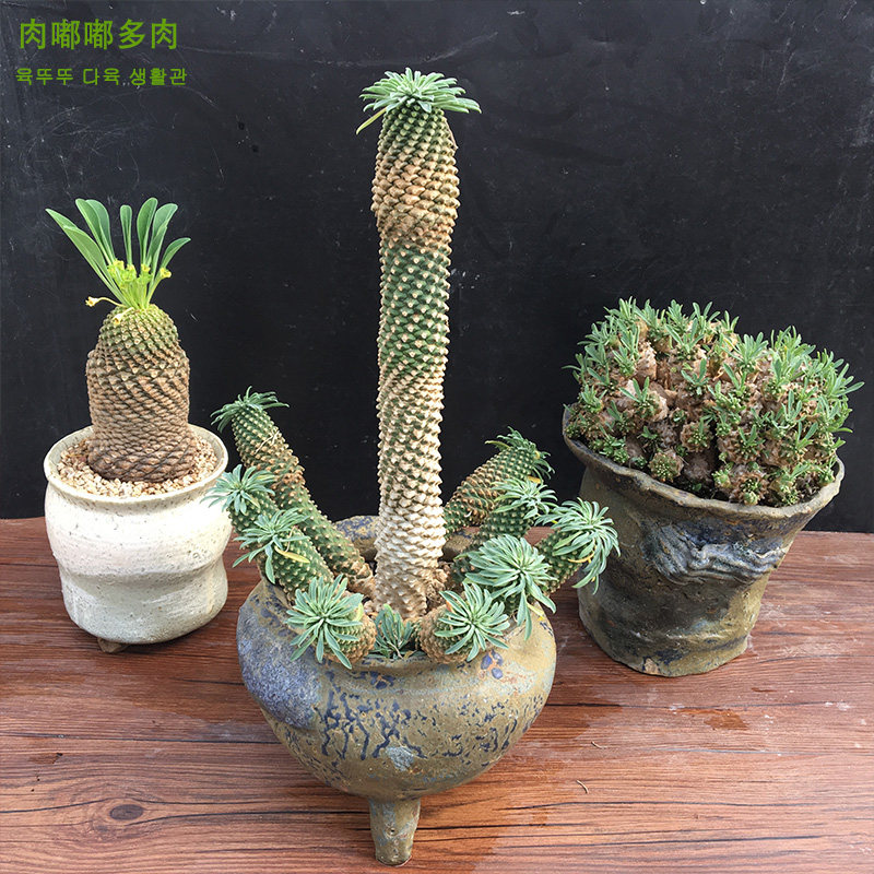 铁甲麒麟峨眉山象牙宫铁菠萝群生进口稀有有多多肉植物