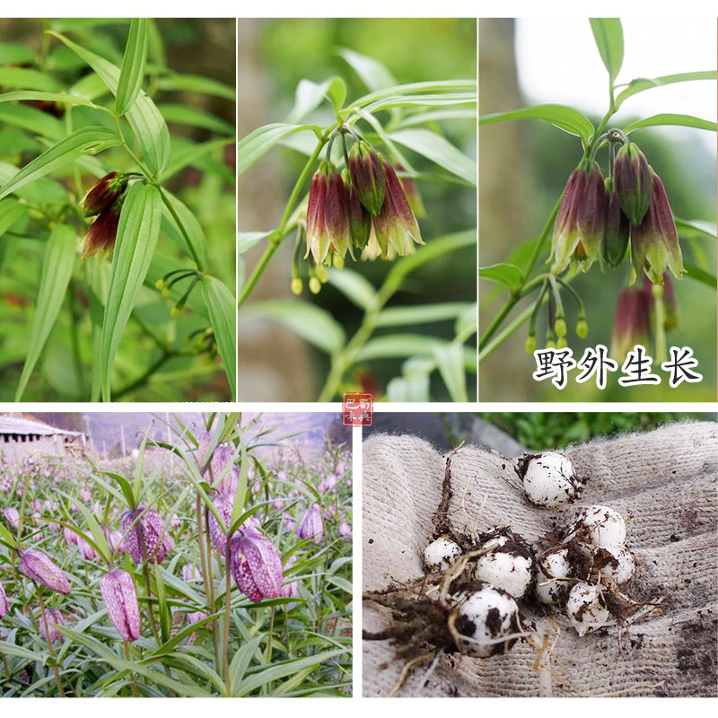 川贝贝母四川农家50g珍珠精选贝松米贝贝可川贝