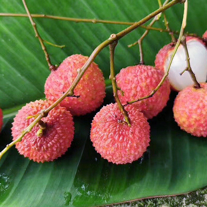 桂味广东荔枝小核新鲜水果现摘5斤整箱当季荔枝