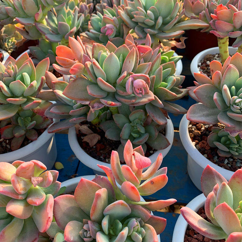 芒果果美人多肉植物精控老桩云南南多肉基地直多肉植物