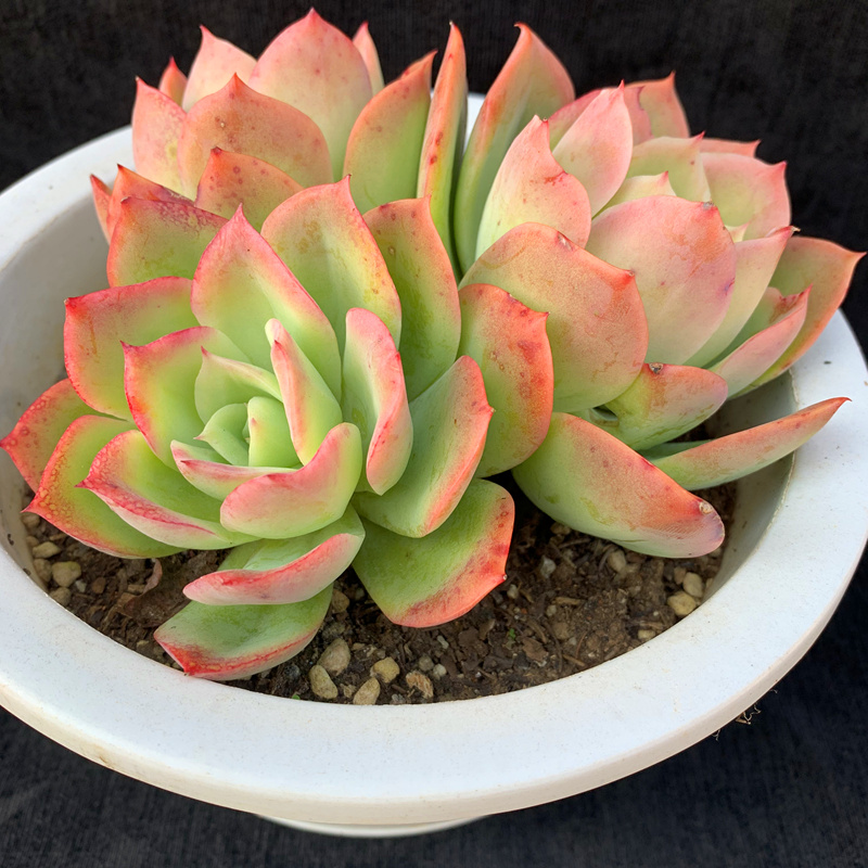 乔伊多肉植物群生三头绿植盆栽花卉云南基地多肉植物