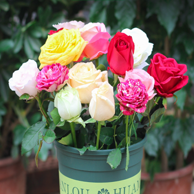 花苗一颗多色嫁接玫瑰玫瑰花四季开花客厅室内外空气净化剂