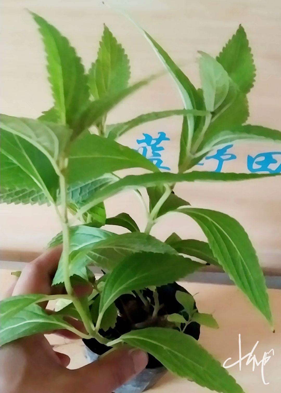 包邮溪黄草苗草苗凉茶溪黄盆栽熊胆溪沟土黄黄连绿植