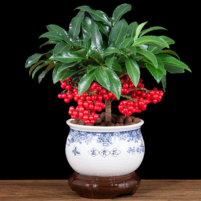 富贵金玉满堂绿植好养客厅室内花卉年宵带果盆景绿植