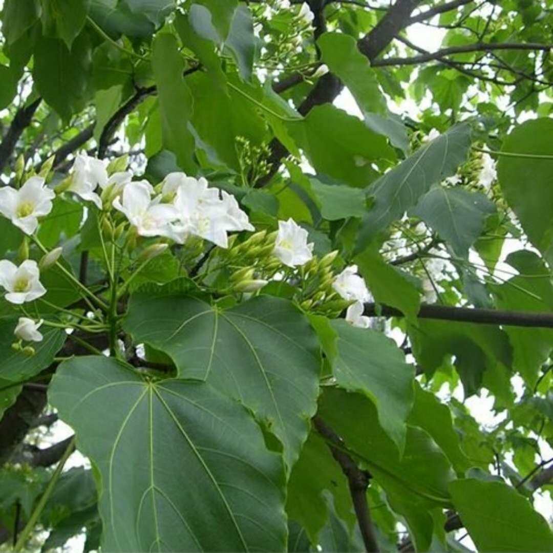 四川宜宾筠连县特产 桐子叶粑粑童子叶粑粑 红糖猪油发粑10个包邮