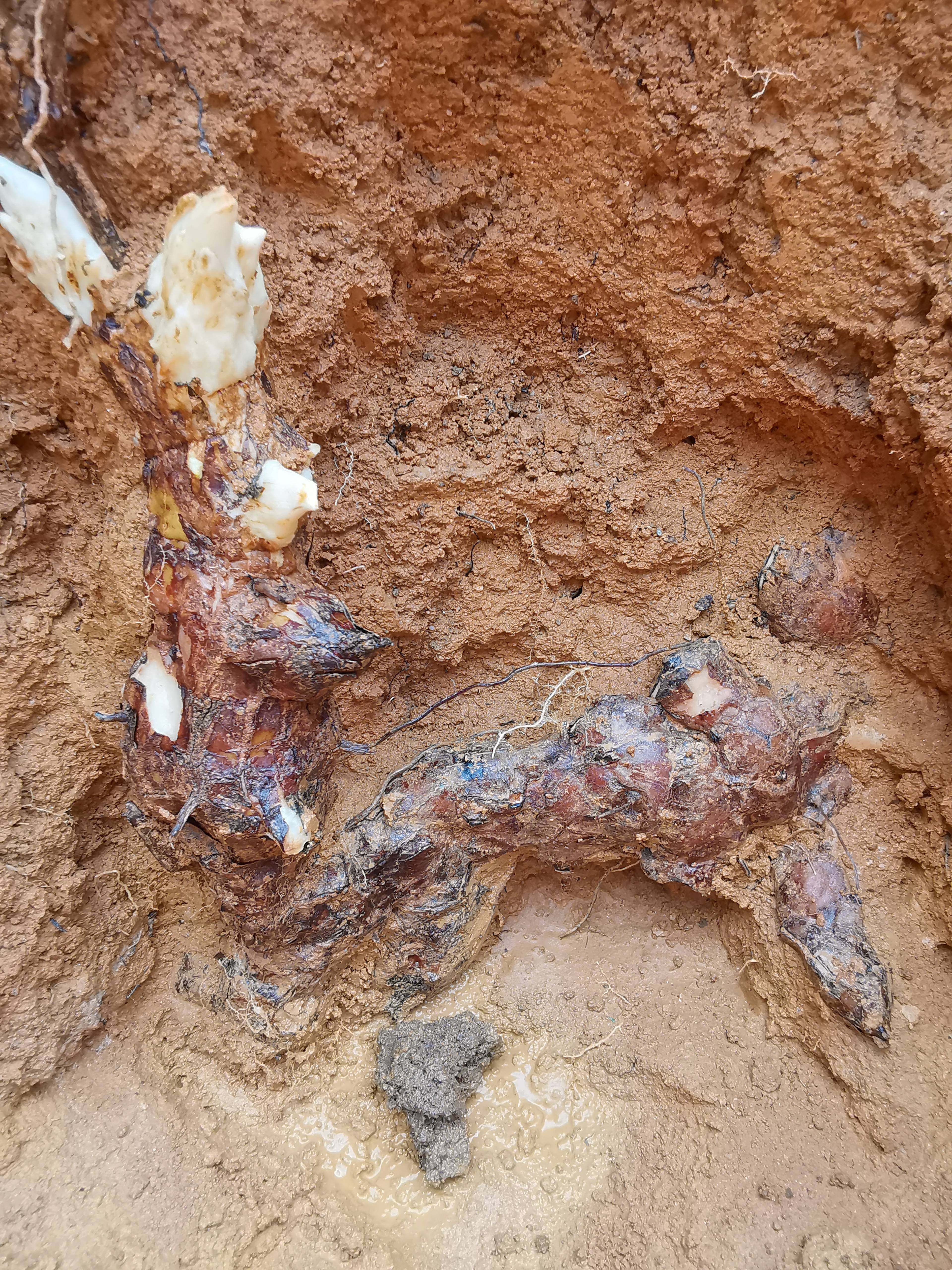 茯苓三年10棵薯仔质带肉粉白肉粉年老饭头苗冷药材种子