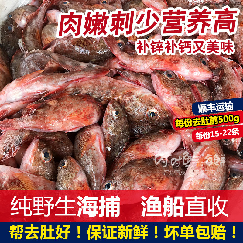 石翁鱼野生海钓煲汤海鱼新鲜海鲜水产小红斑500g石斑虎头鱼石九公