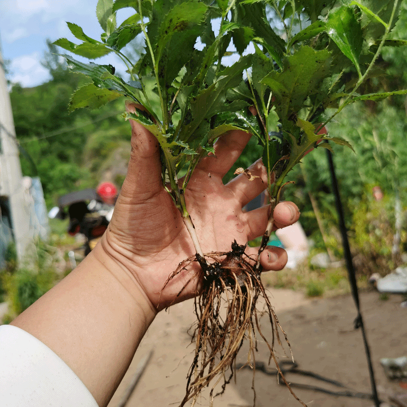 陕西秦岭苍术种苗名贵药材种苗北苍术南苍术苗包技术包成活