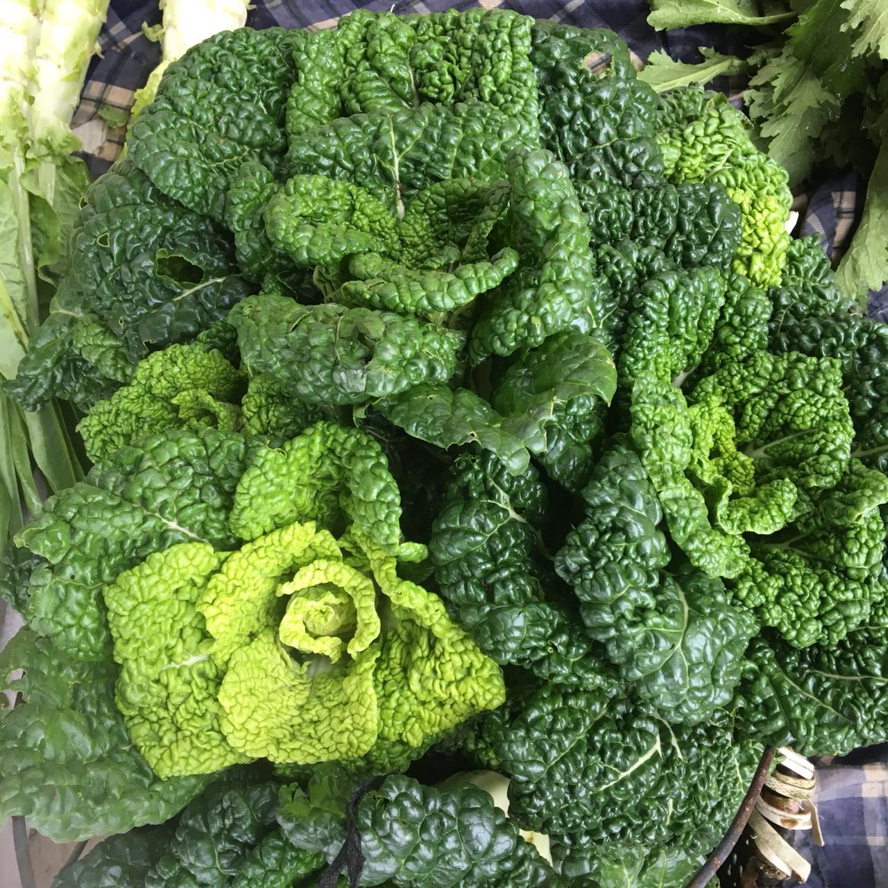 湖北农家自种黄心乌青菜冬白菜菊花心新鲜霜冻黑心乌塌菜5斤包邮