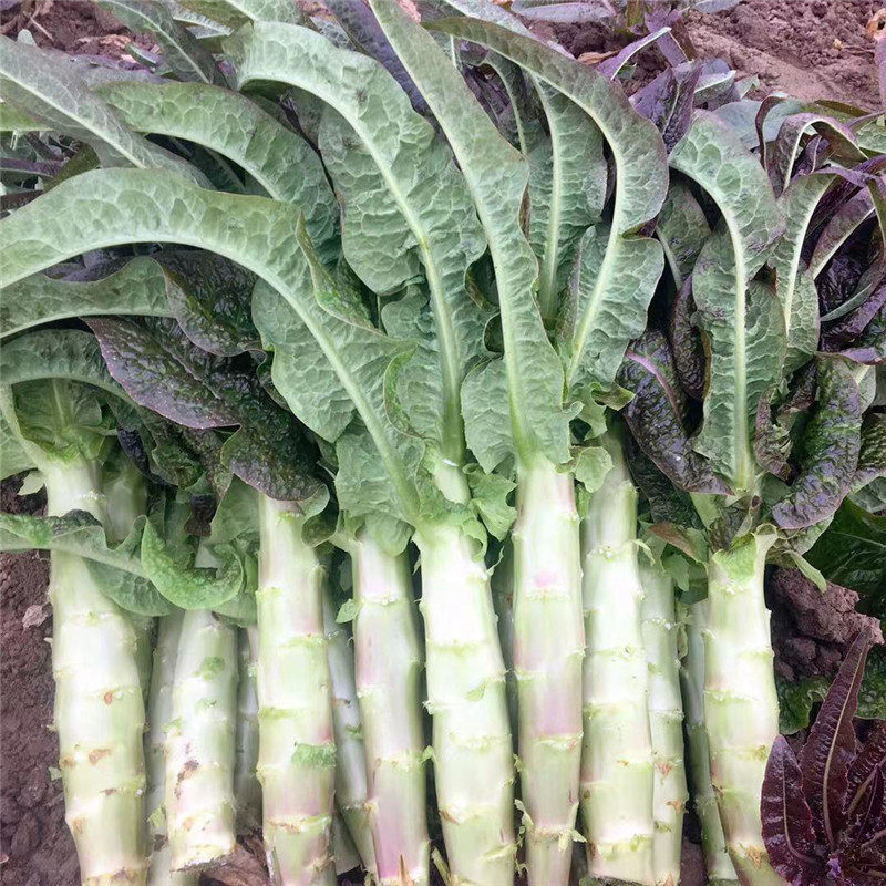莴笋新鲜紫叶湖北农家自种时令蔬菜鲜嫩莴苣其它
