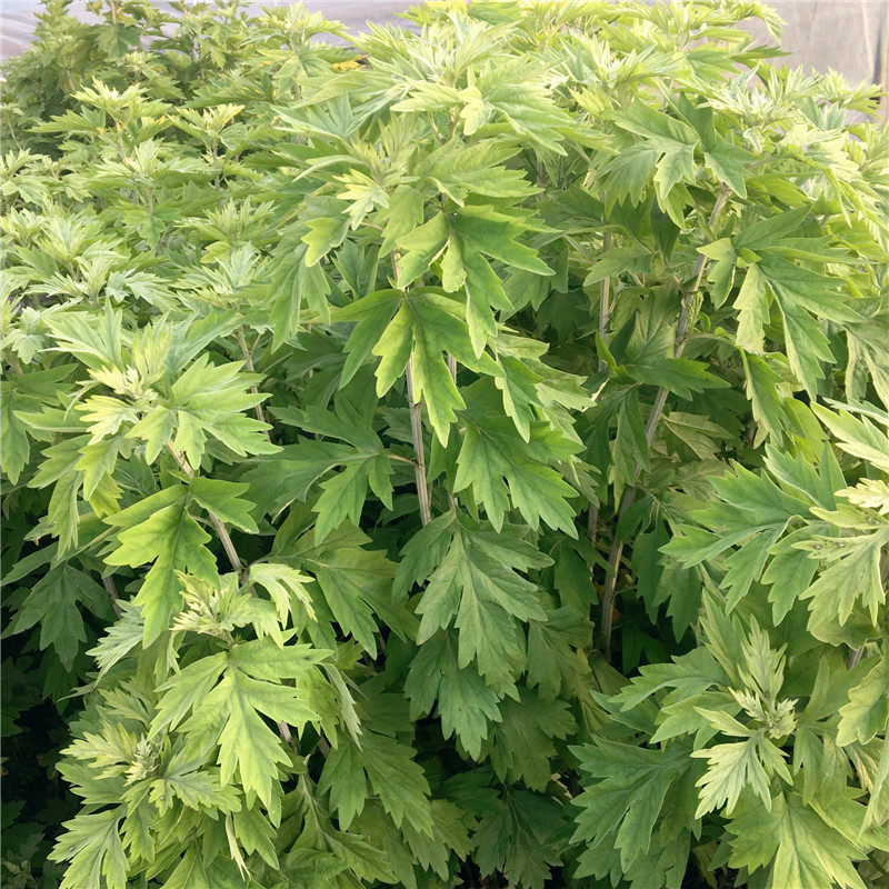 湖北端午节新鲜艾草青艾条艾叶驱蚊驱寒泡澡暖宫其它