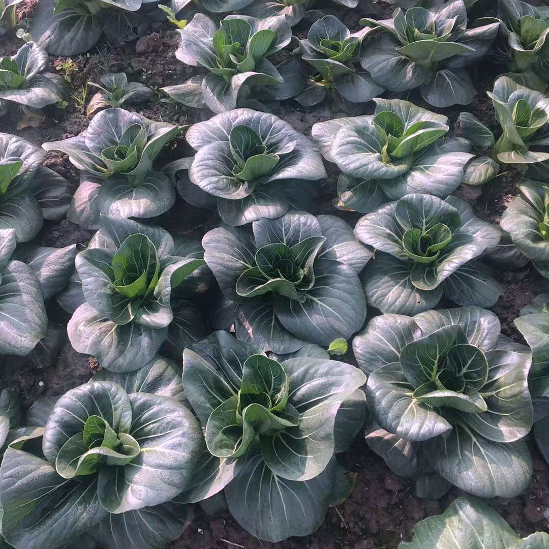 湖北农家霜冻苏州青上海青露天新鲜蔬菜黑菜大青菜软糯甜5斤包邮