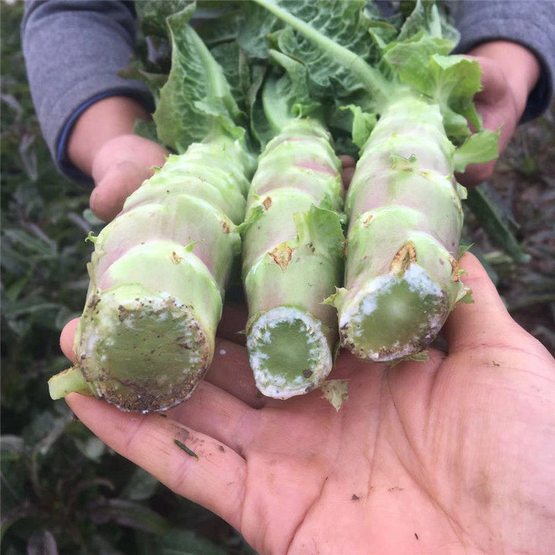 新鲜紫叶莴笋湖北农家自种时令蔬菜鲜嫩香莴苣莴菜青莴笋5斤包邮