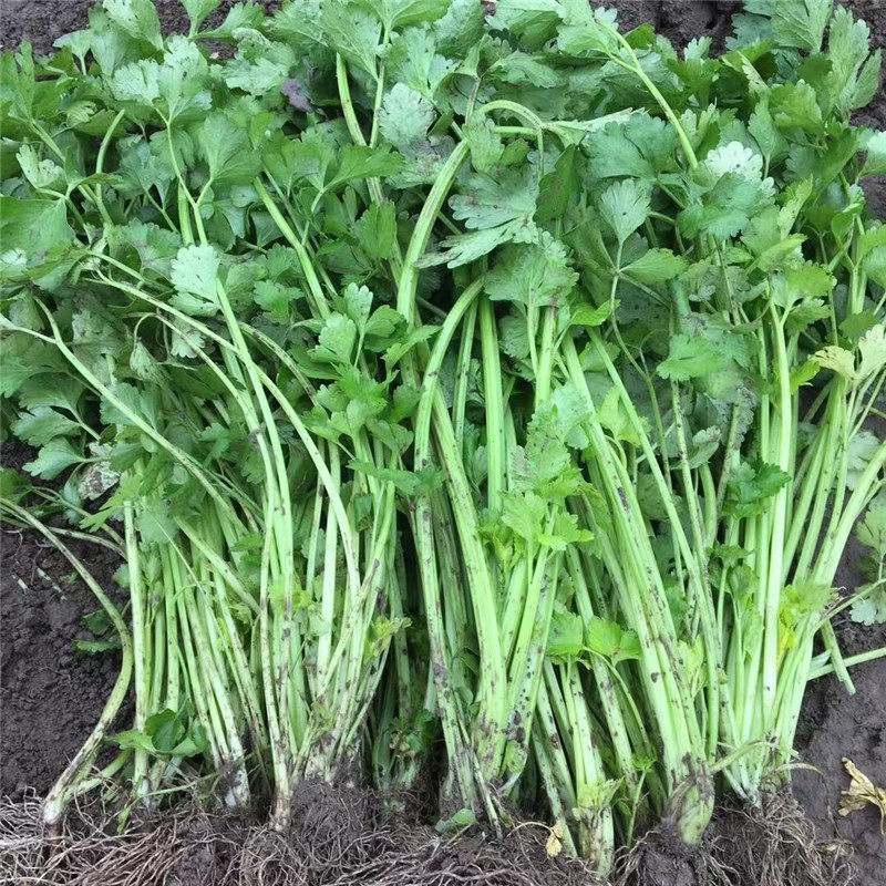 湖北农家自种新鲜土芹菜小香芹鲜嫩露天芹菜水芹菜非西芹2斤包邮
