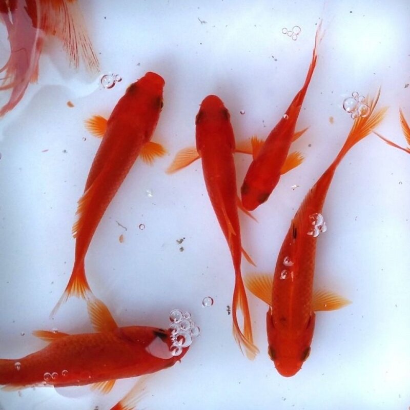 红草金鱼小型活体冷水鱼观赏鱼淡水鱼放生鱼练手最好鱼