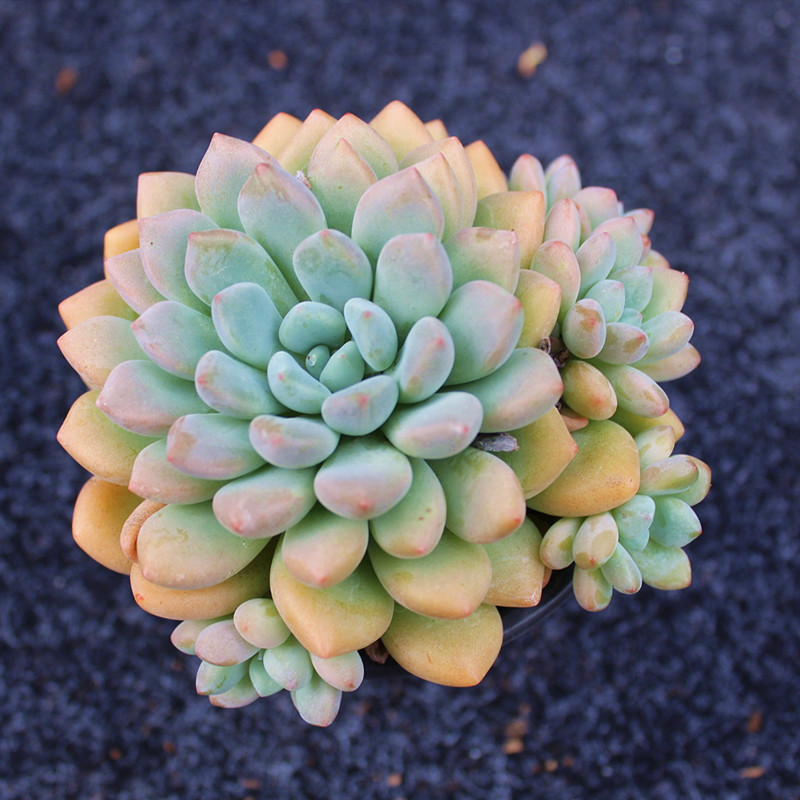 木糖多肉植物稀有品种室内精品货多肉状状态多肉植物