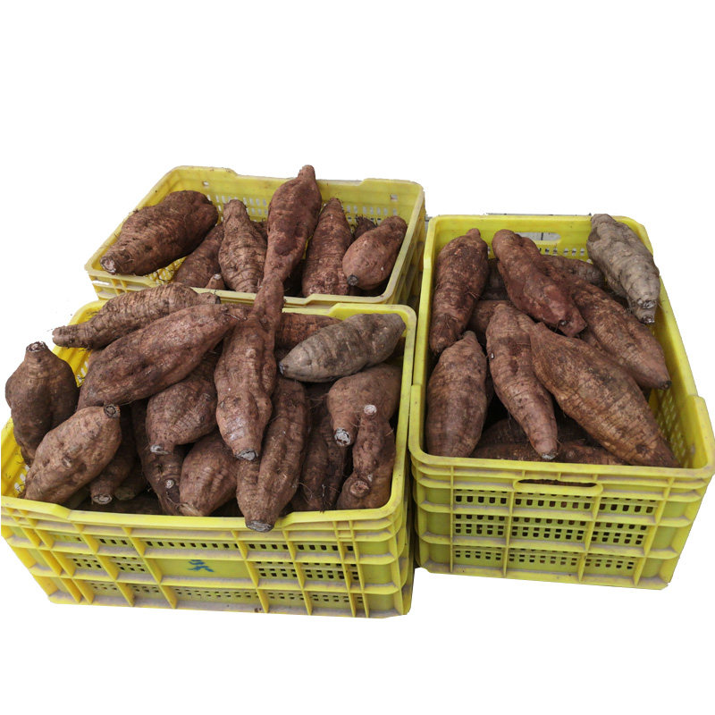 粉葛新鲜广西藤县和平农产品蔬菜水果柴葛根煲汤佳品葛根