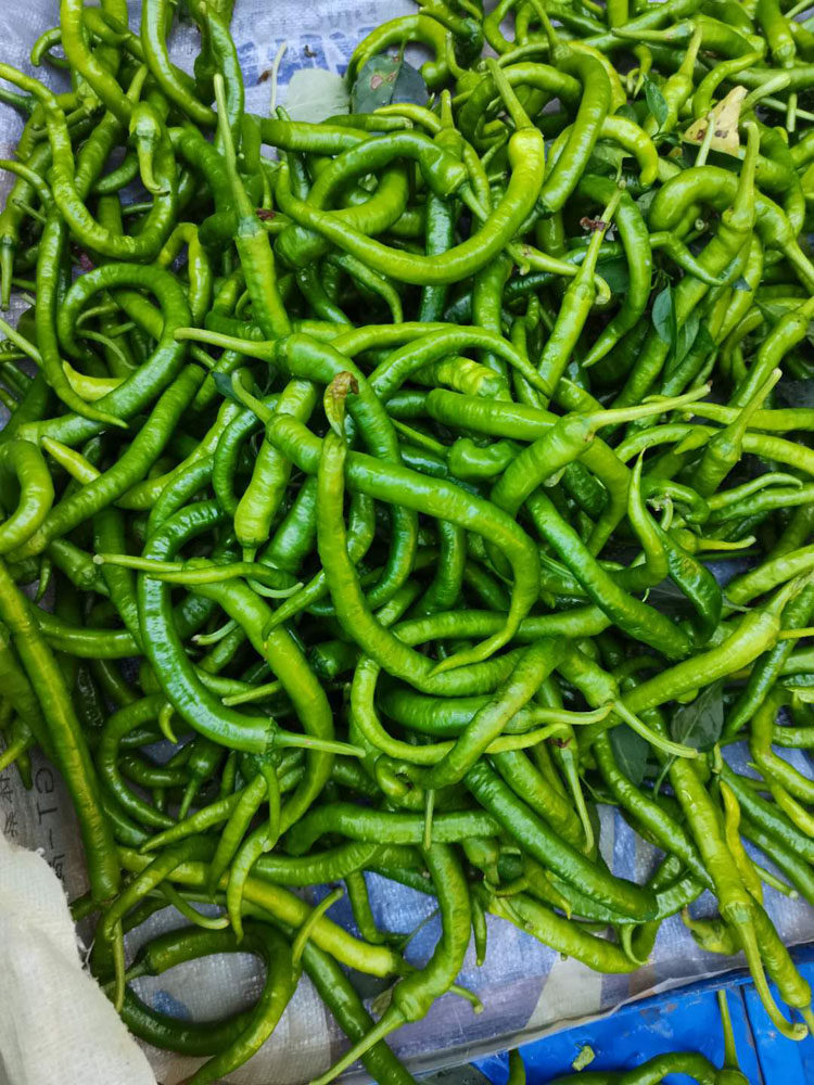 韶关南雄蔬菜四月新鲜秋葵茄子丝瓜节瓜朴瓜其它