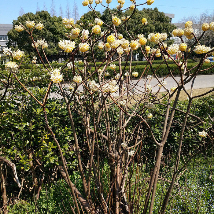 香花结香花苗香花树树苗盆栽花卉金腰袋打结花冬空气净化剂