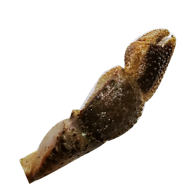 大连特产新鲜寄居蟹腿大寄居蟹蟹钳海怪腿蟹腿虾怪寄居蟹食用包邮