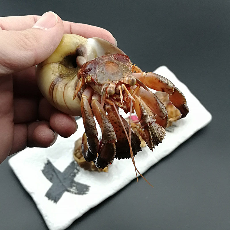 大连鲜活虾怪寄居蟹即食虾怪腿海鲜特产野生海怪小螃蟹超大虾怪