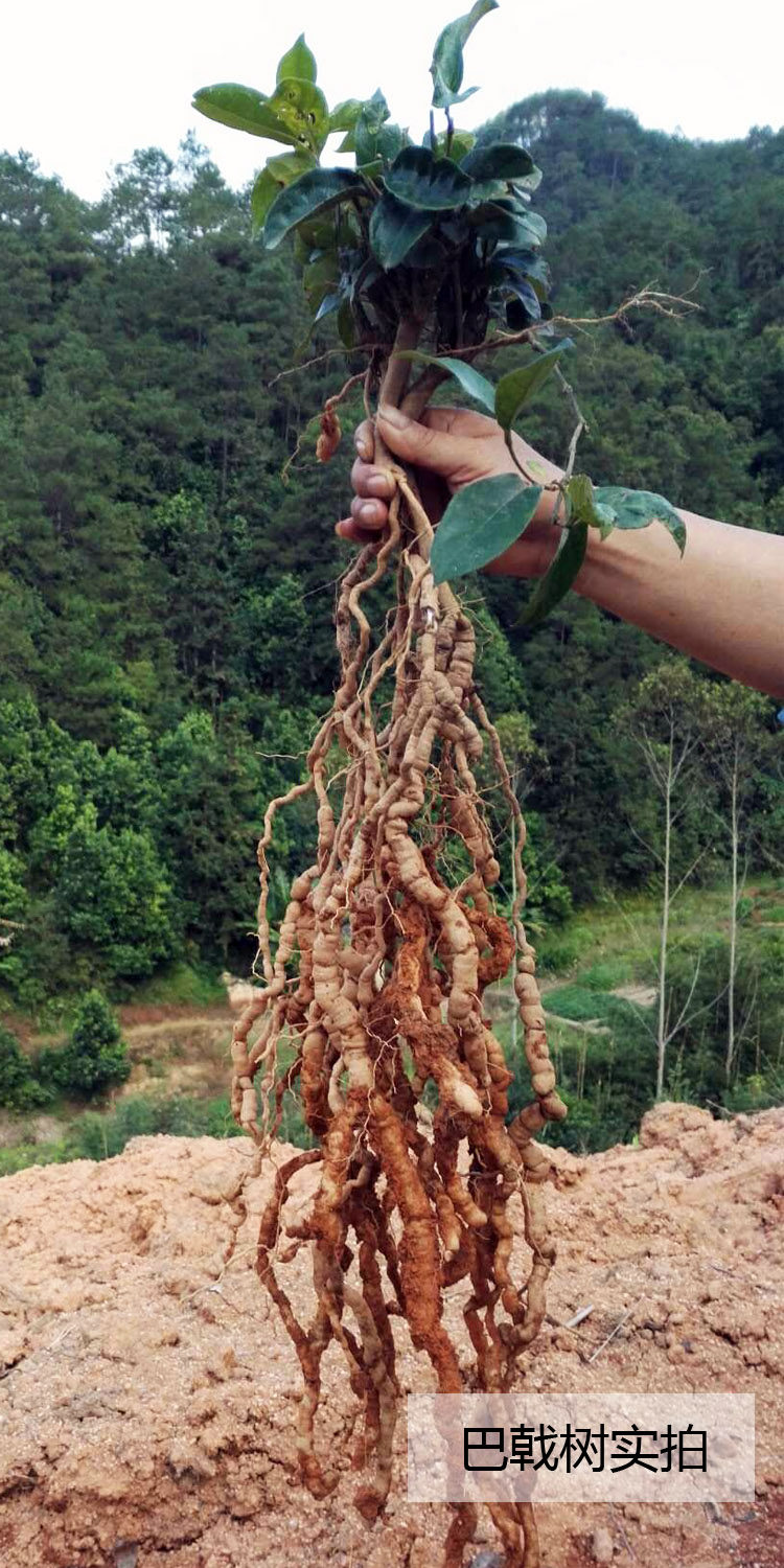 盆栽正宗肇庆德庆巴戟天盆景种苗高要巴戟成品果树