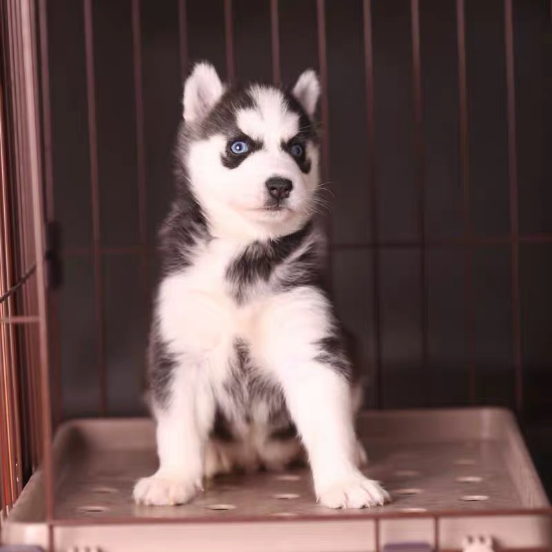 免费领养纯种哈士奇幼犬活体家养中大型犬二哈雪橇犬宠物狗狗飞鼠