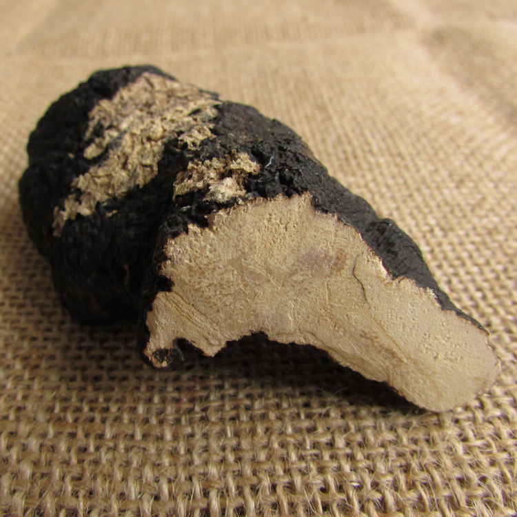 秦岭深山野生猪苓原产地野生朱苓猪茯苓猪屎苓中药材精选品质250g