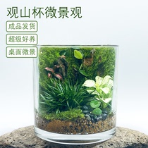 Birthday Gift View Mountain Cup Moss Microscape Indoor Potted Plant Good Cultivation Green Plant Creative Sending People Gift Mood Ecology