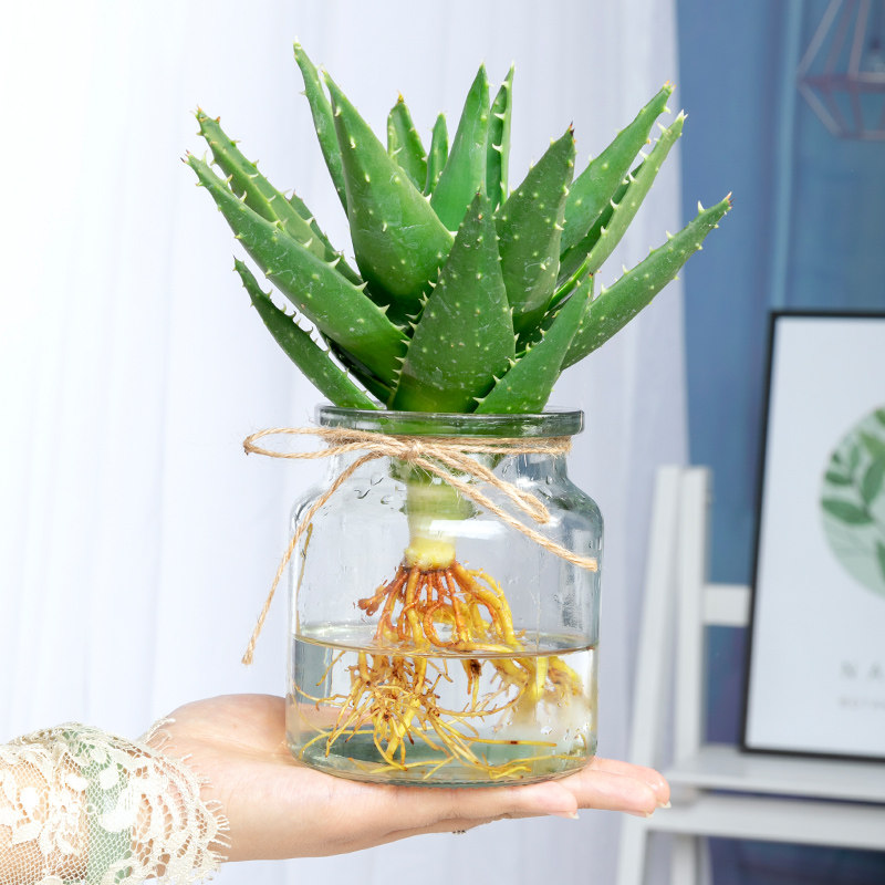 芦荟盆栽水培植物四季水养花卉好养绿植桌面室内净化空气