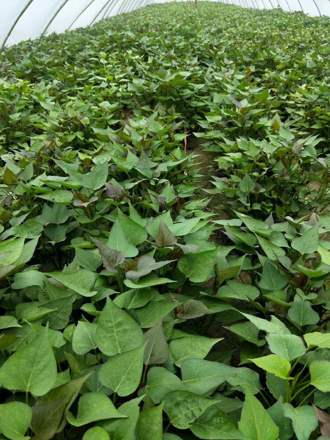 山东蜂蜜蜜罐红薯脱毒地瓜苗食叶种子烟薯紫薯薯类制品