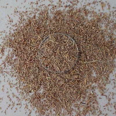 四季青长不高 免修剪 剪股颖 草坪种子 高档品种草籽 矮生草坪籽