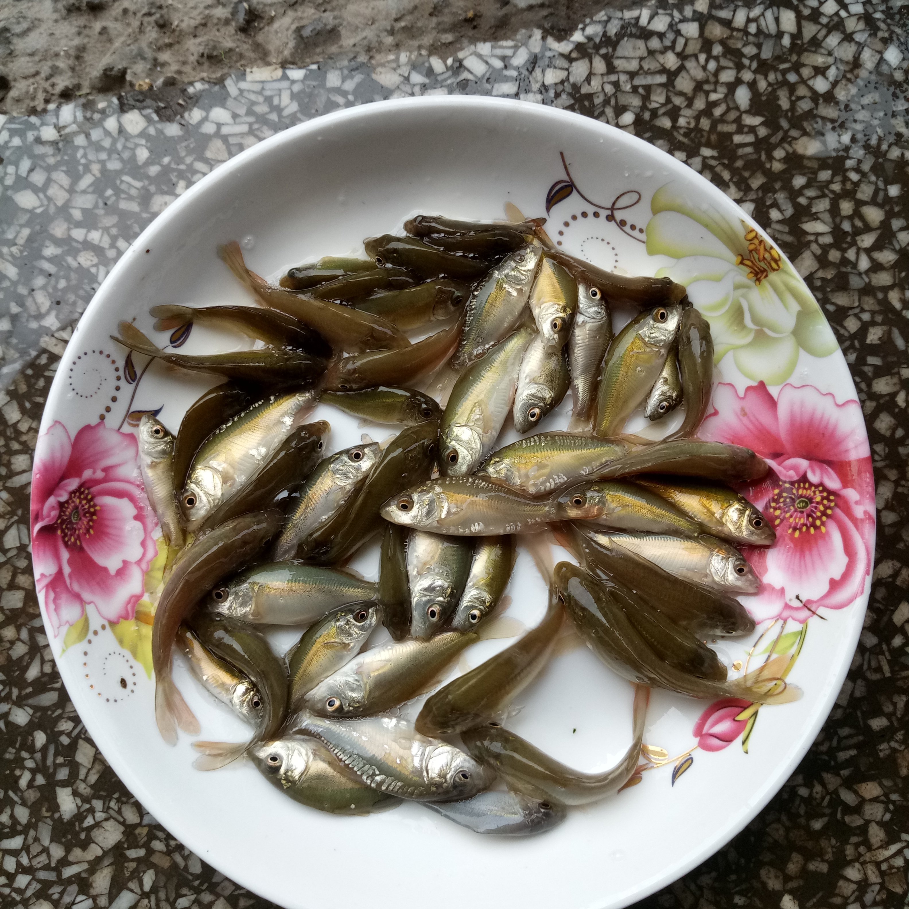 鱼苗裸鲤三道德国镜鲤活体淡水养殖无甲鲤鱼鱼