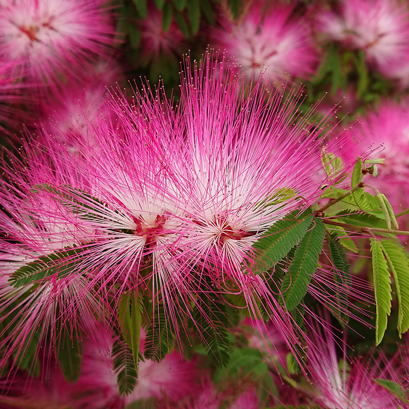 植物香水合欢盆栽花卉阳台庭院花园常绿灌木花卉