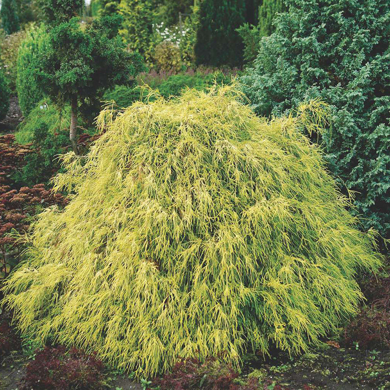 盆栽花园铺地常绿耐寒灌木针叶树乔灌木造型盆景行道树